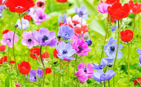 anemone, n. meanings, etymology and more .